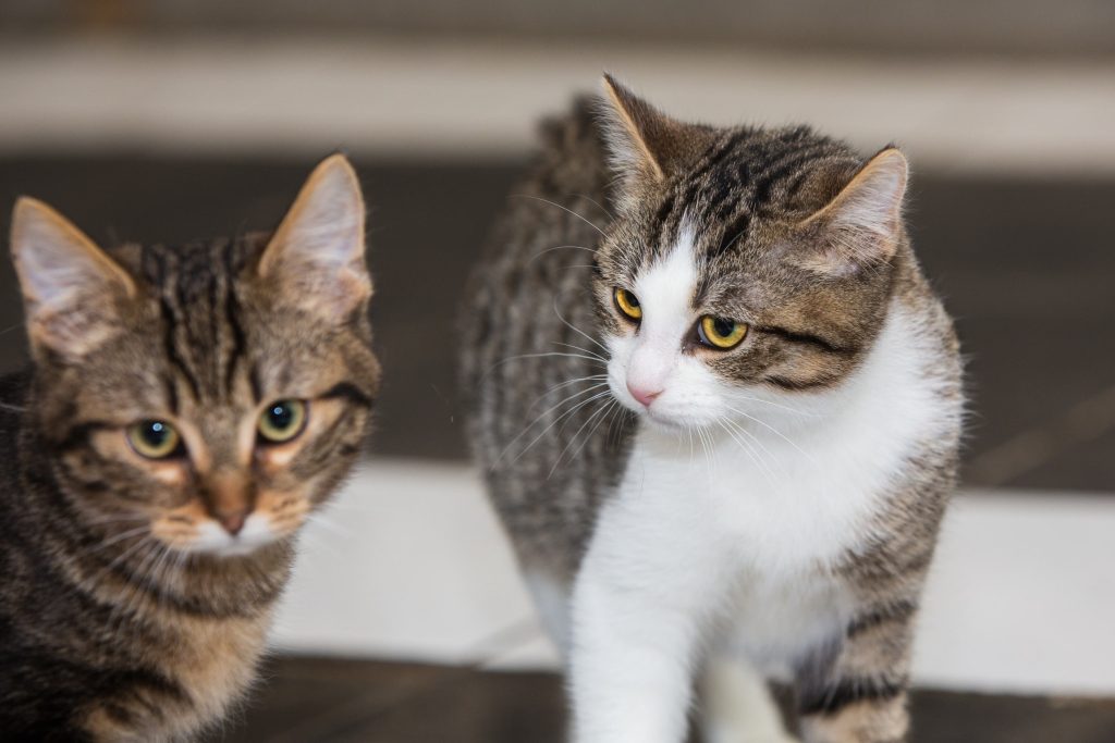 Katze Tierheim adoptieren München-min