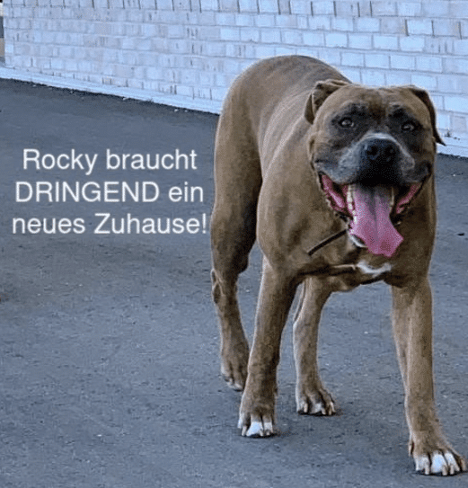 Hund Tierschutz München
