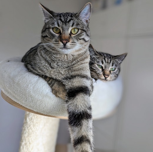 Katzen adoptieren Romi Tiger