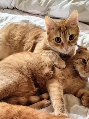 Katzen adoptieren Ginger Sunny
