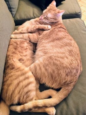 Katzen adoptieren Ginger Sunny