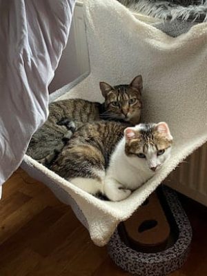 katzen-adoptieren