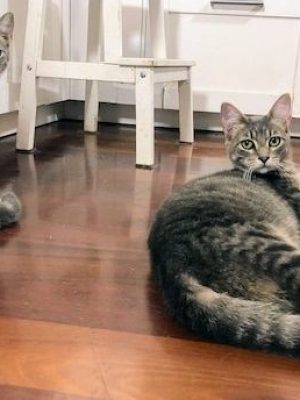 Katzen adoptieren Shira Diego